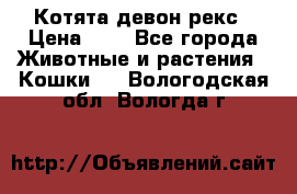 Котята девон рекс › Цена ­ 1 - Все города Животные и растения » Кошки   . Вологодская обл.,Вологда г.